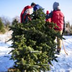 tree picking tree picking