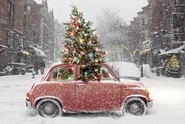 CHRISTMAS TREES Freshly Cut<br >From w/c Nov. 24th