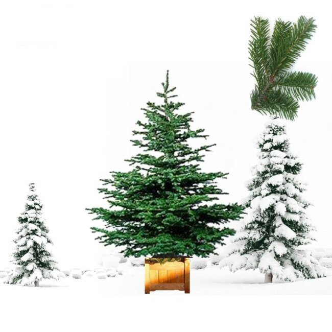 Real Christmas Trees - Nordmann Fir Grade 1 Freshly Cut 5 - 5.5ft