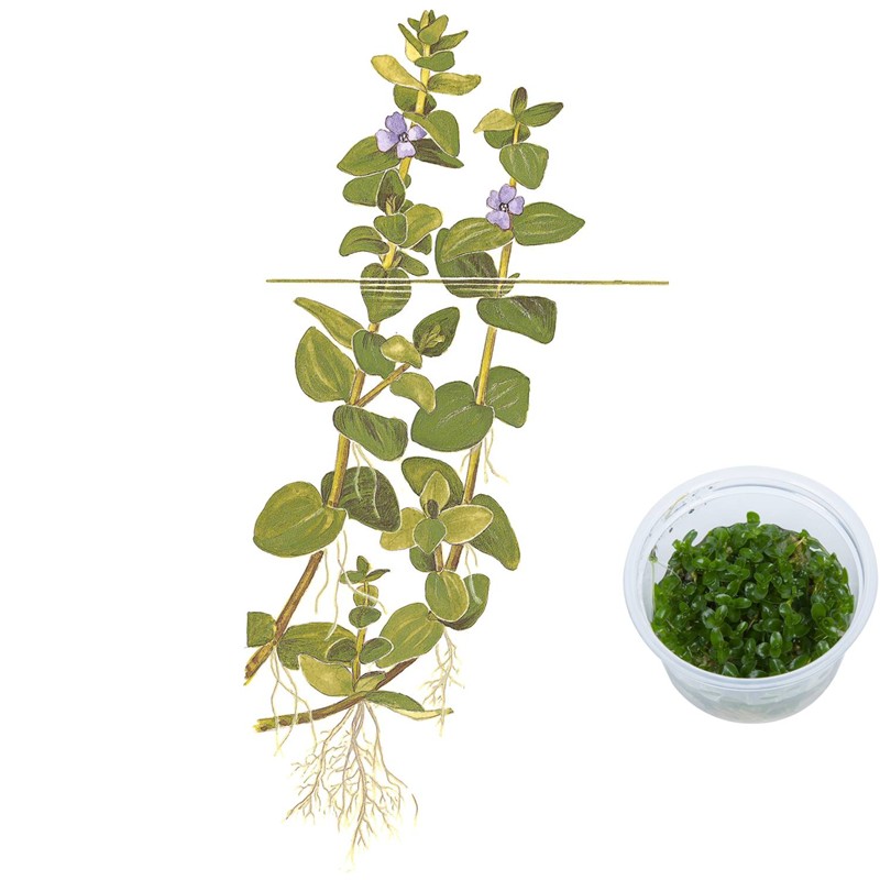 Bacopa Caroliniana Tropica Aquarium Plants Birstall