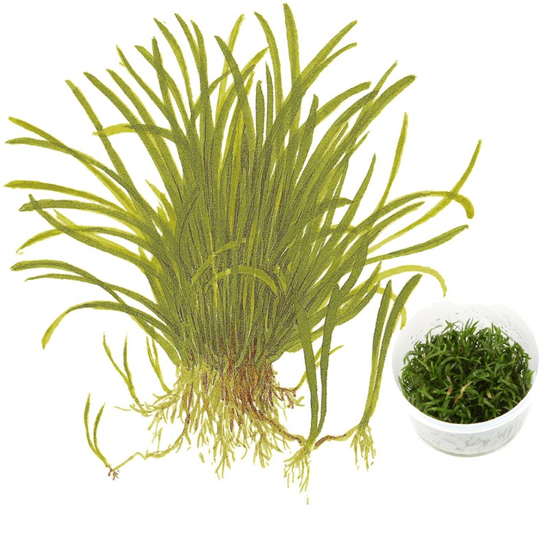 Tropica Lilaeopsis Brasiliensis 1 2 Grow Aquatic Plants Water Features Ponds Umoonproductions Com