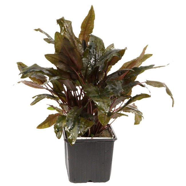 Cryptocoryne wendtii . Tropica Tropica Aquarium Plants Birstall