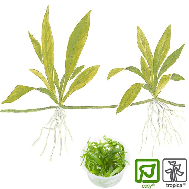 Tropical Aquarium Plants 1 2 Grow Birstall