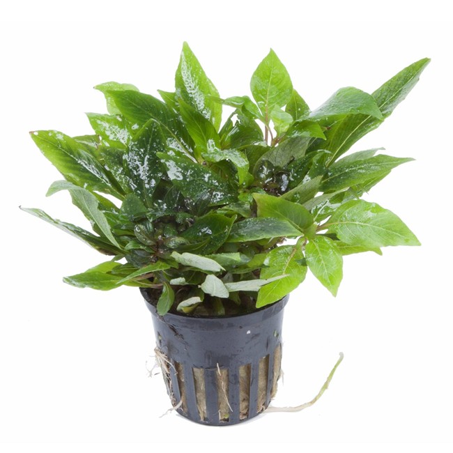 Hygrophila Tropica Aquarium Plants Birstall