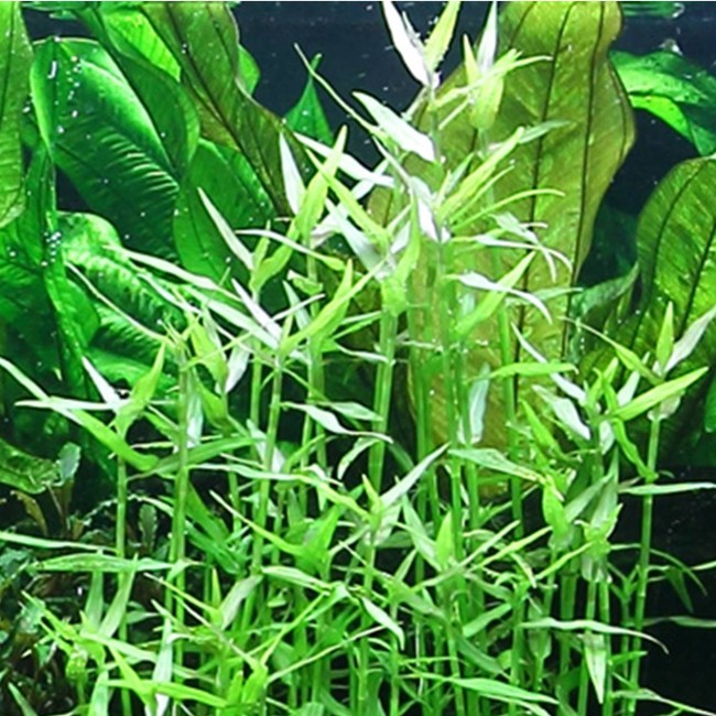 Murdannia keisak Tropica Aquarium Plants Birstall