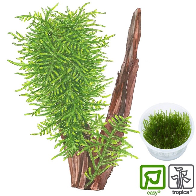 Fish Aquariums Live Plants Tropica Taxiphyllum Spiky 1 2 Grow